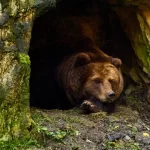 Animais que hibernam: uma pausa na atividade para enfrentar o inverno