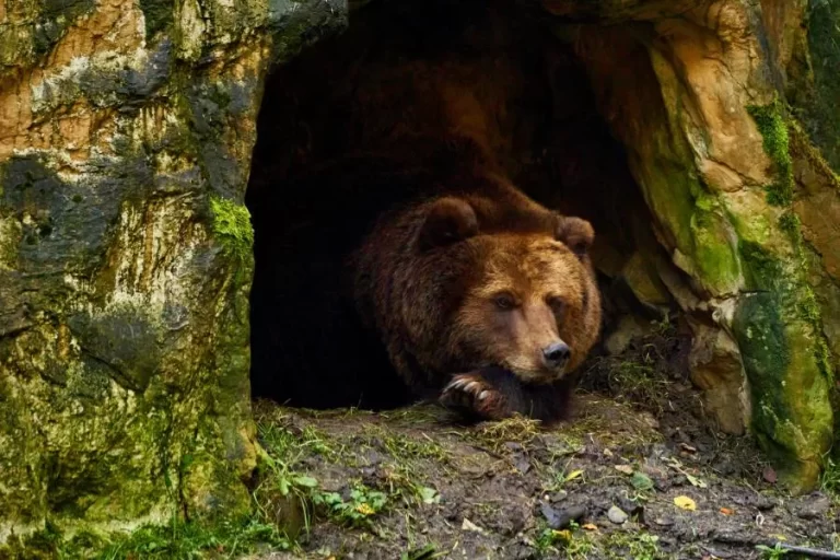 Animais que hibernam: uma pausa na atividade para enfrentar o inverno