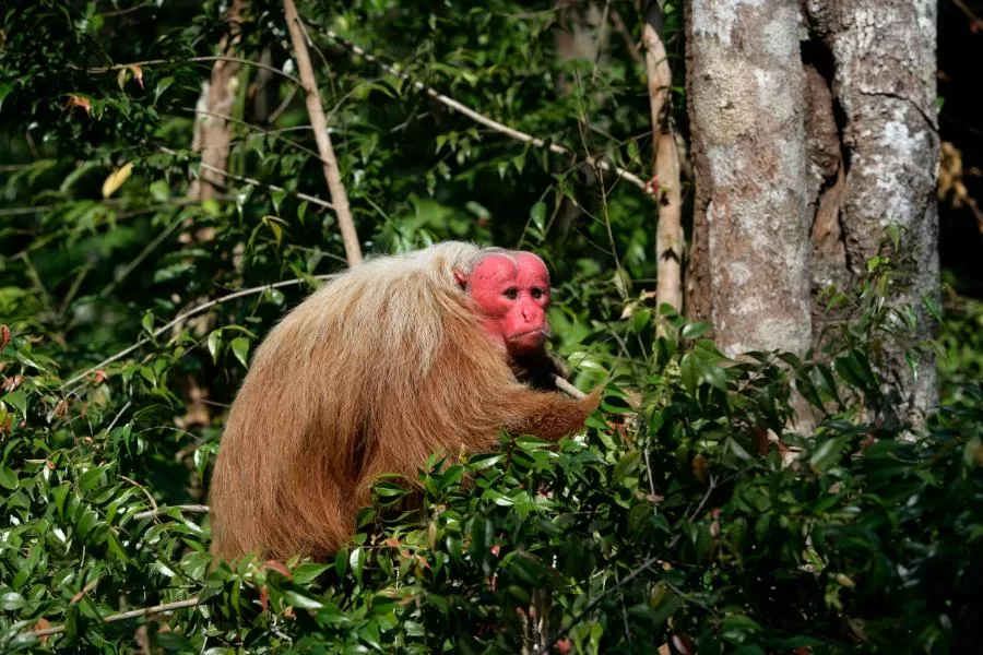 Uacari: a surpreendente e colorida espécie da Amazônia