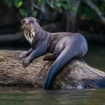 Ariranha: o carismático e ameaçado mamífero aquático da América do Sul