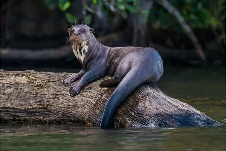 Ariranha: o carismático e ameaçado mamífero aquático da América do Sul