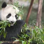 Panda-gigante: o adorável ícone da conservação da vida selvagem - Imagem Canva Pró