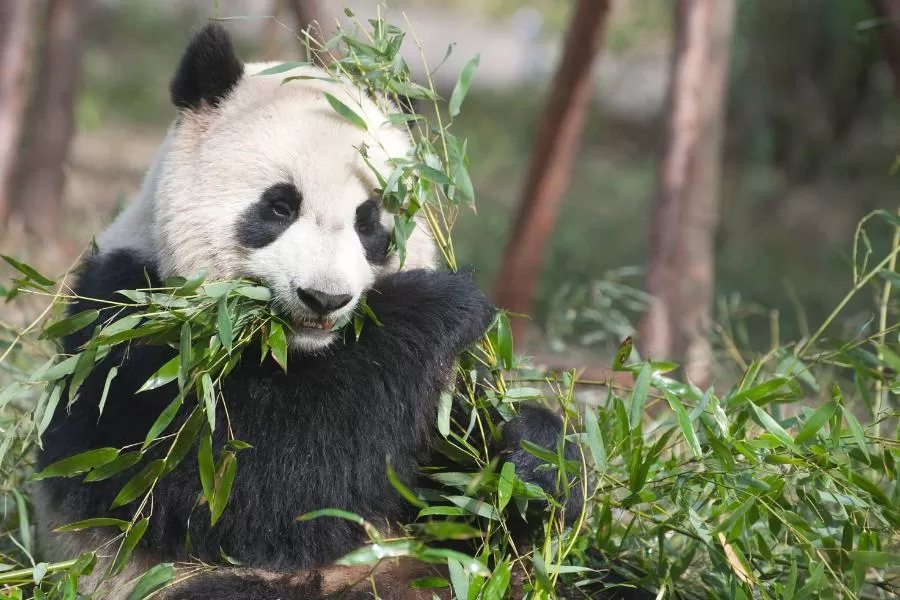 Panda-gigante: o adorável ícone da conservação da vida selvagem - Imagem Canva Pró