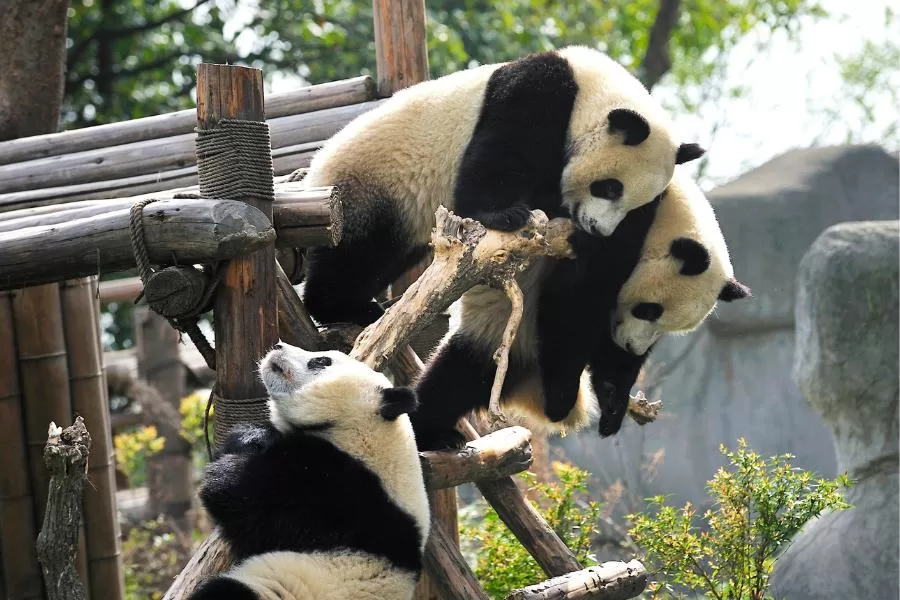 Panda-gigante: o adorável ícone da conservação da vida selvagem