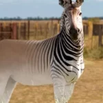 Quagga: a incrível zebra