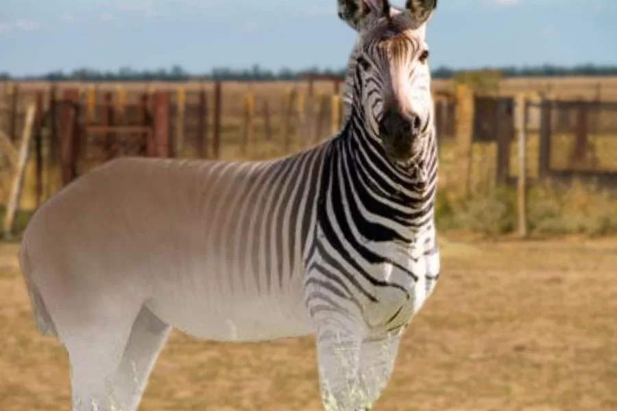 Quagga: a incrível zebra