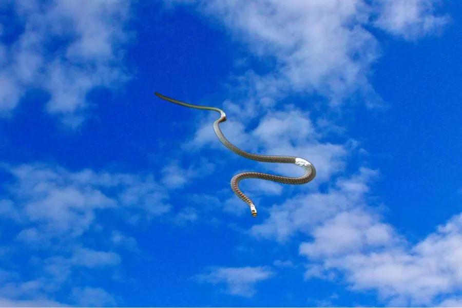 Cobras-voadoras: descubra o fascínio dessas criaturas Surpreendentes