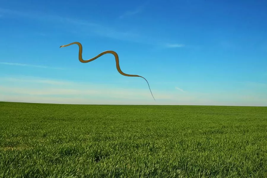 Cobras-voadoras: descubra o fascínio dessas criaturas Surpreendentes