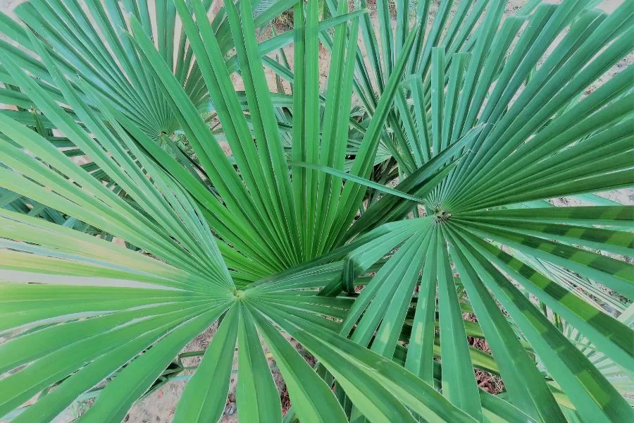 Tipos de palmeiras para o jardim: beleza tropical ao seu alcance