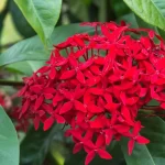 Conheça a ixora: beleza e exuberância em forma de flor