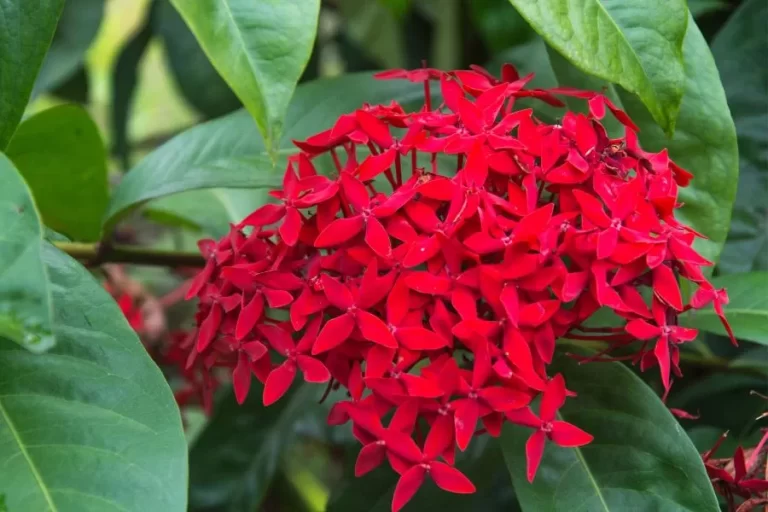 Conheça a ixora: beleza e exuberância em forma de flor