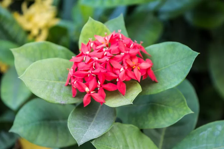 Conheça a ixora: beleza e exuberância em forma de flor