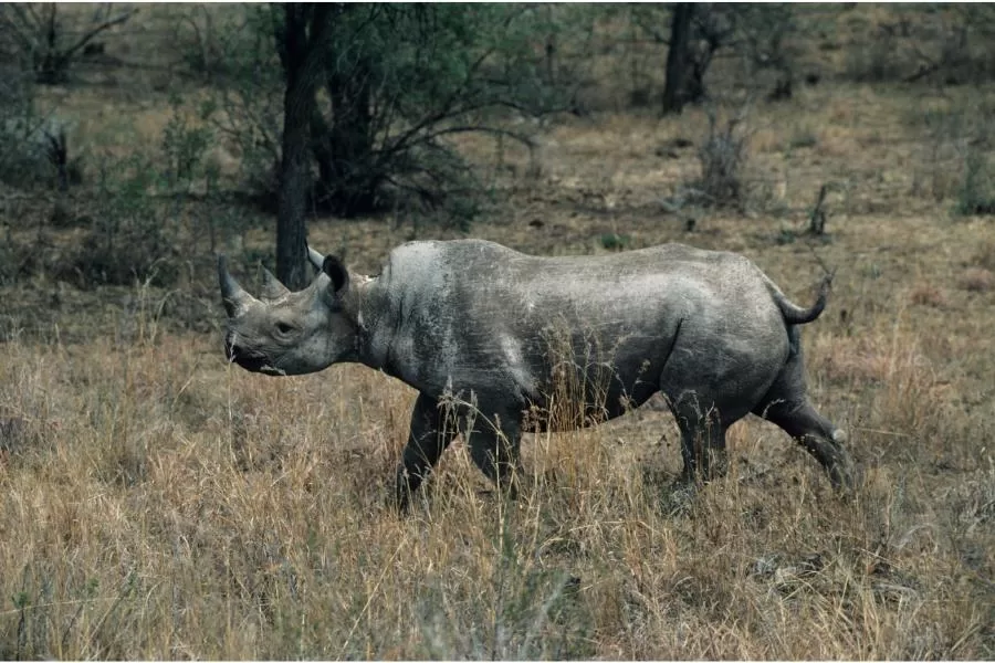 O rinoceronte-negro-ocidental: a subespécie mais rara de rinoceronte 