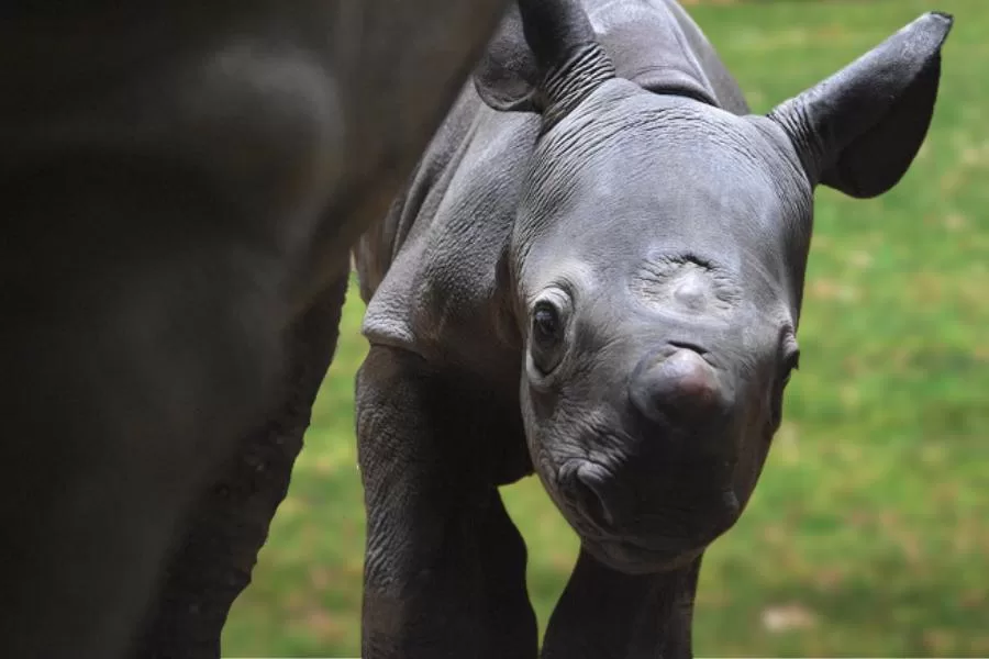 O rinoceronte-negro-ocidental: a subespécie mais rara de rinoceronte
