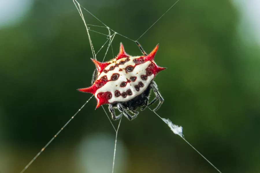 Aranha-espinhosa: conheça essa fascinante criatura