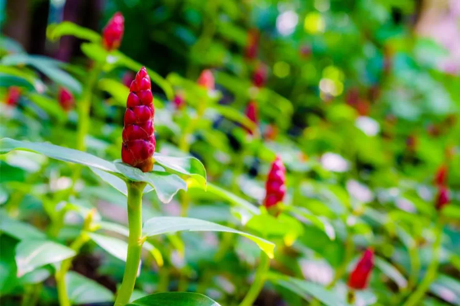 A cana-do-brejo: benefícios e como plantar essa planta medicinal