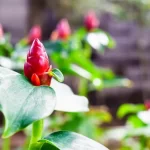 A cana-do-brejo: benefícios e como plantar essa planta medicinal