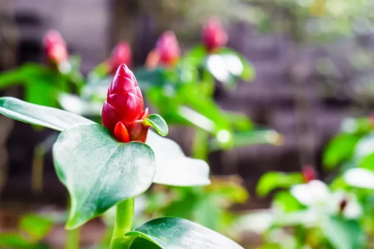 A cana-do-brejo: benefícios e como plantar essa planta medicinal