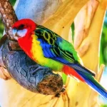 Como criar rosellas: guia completo para cuidar dessa bela ave