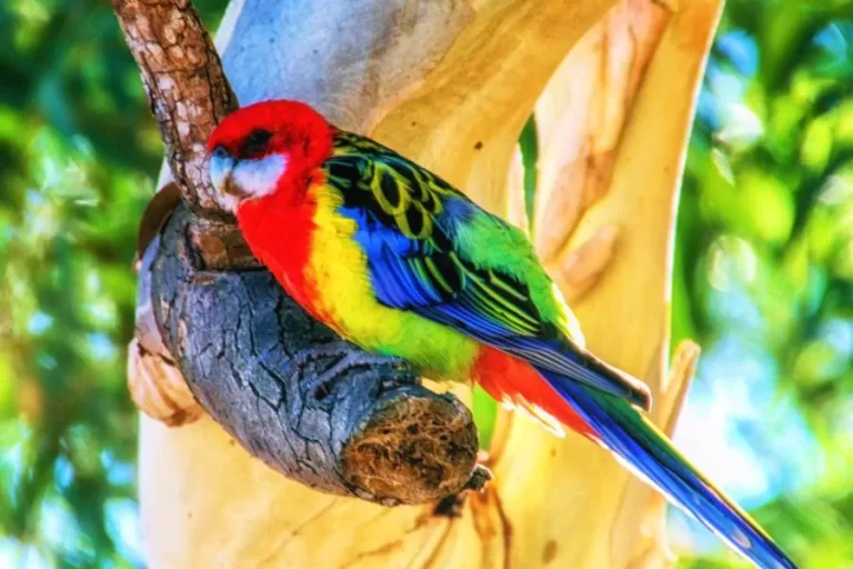 Como criar rosellas: guia completo para cuidar dessa bela ave