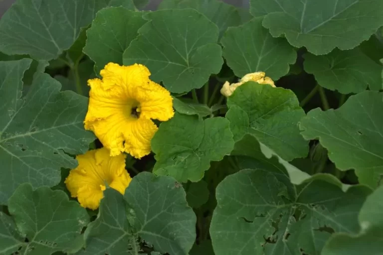 Abóbora da flor mas não dá fruto e como resolver o problema?