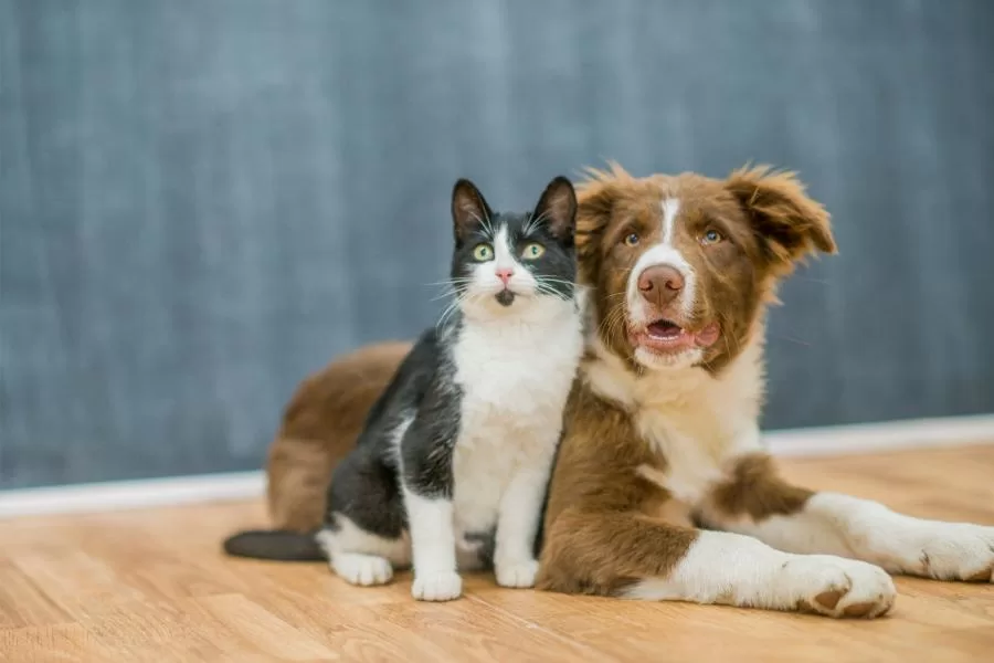 Otohematoma: uma doença comum em cães e gatos