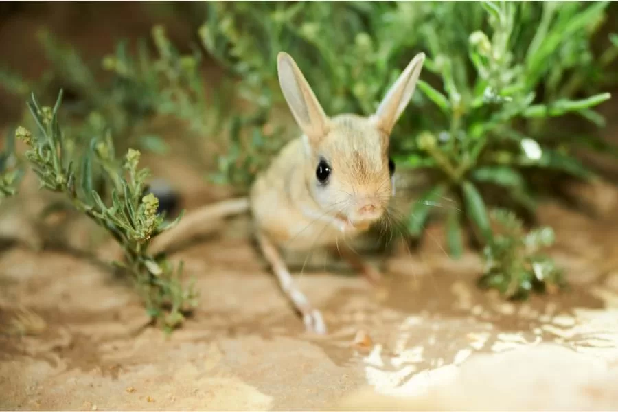 Jerboa: um pequeno e ágil roedor dos desertos