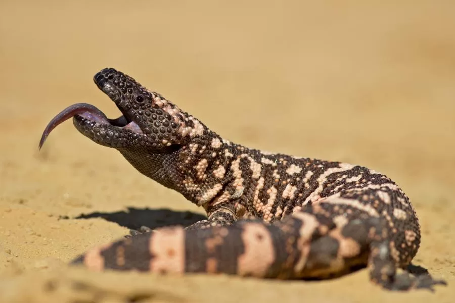Monstro-de-gila: conheça o fascinante réptil dos desertos