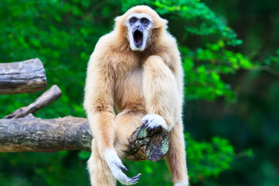 Gibões: os elegantes primatas das florestas tropicais