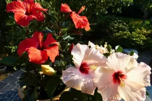 Seu hibisco não dá flor? Saiba o que é necessário para florescer