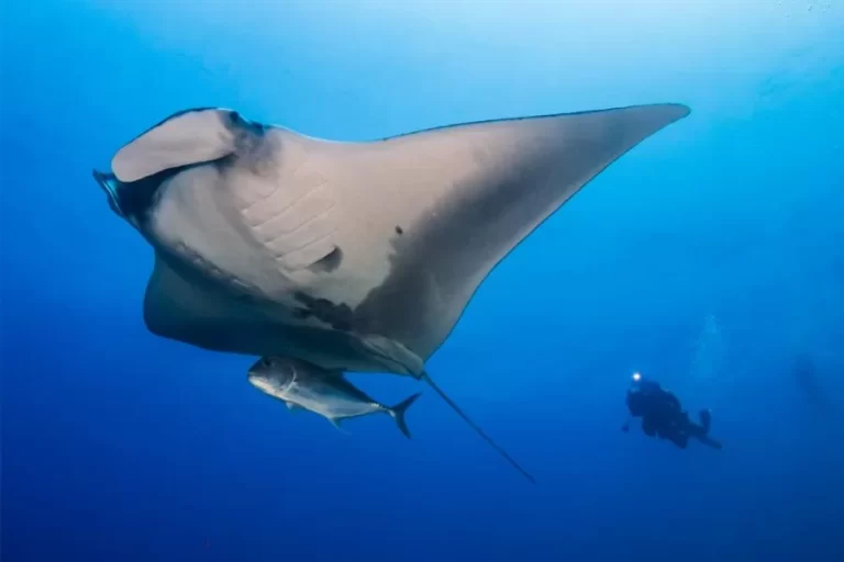 A jamanta: beleza e mistério das profundezas oceânicas