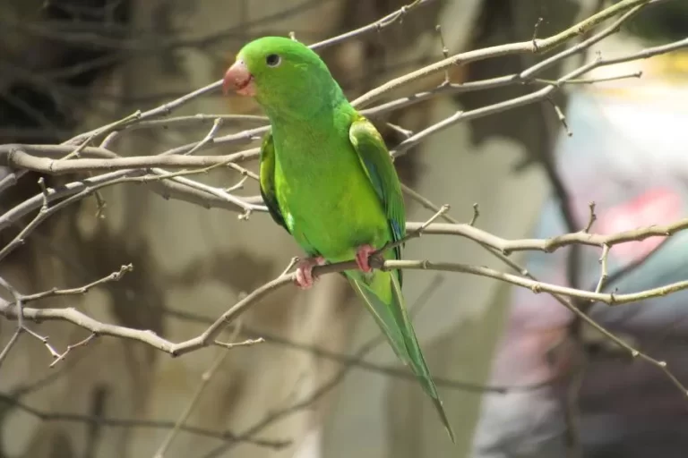 Maritaca: encanto e vivacidade nas asas verdes