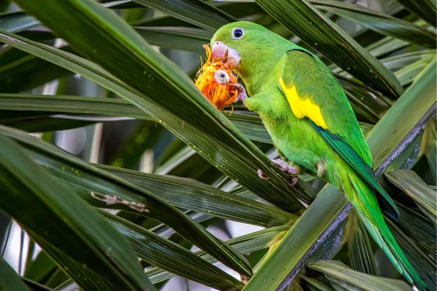 Maritaca: encanto e vivacidade nas asas verdes