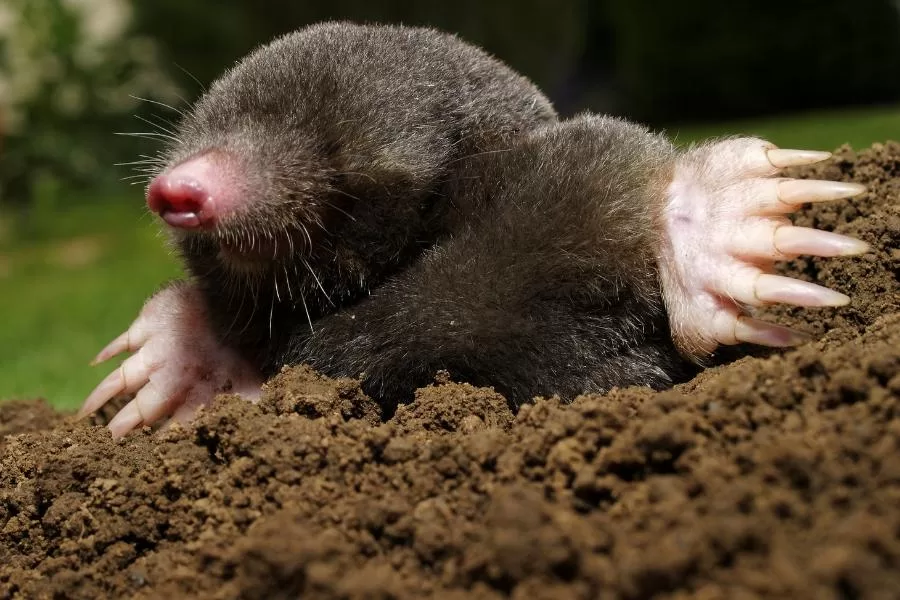 A vida subterrânea das toupeiras: explorando os seus segredos