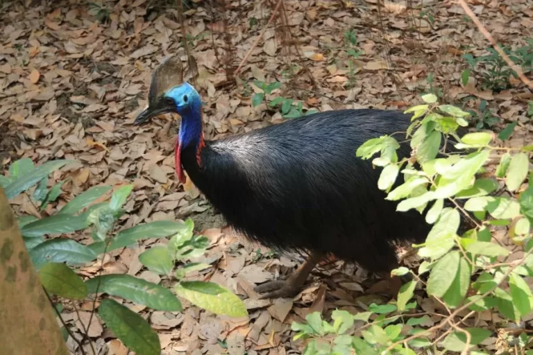 O casuar: explorando a curiosa e fascinante av