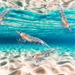 A importância do krill nos ecossistemas oceânicos