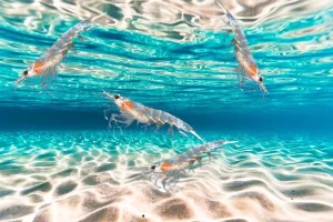 A importância do krill nos ecossistemas oceânicos