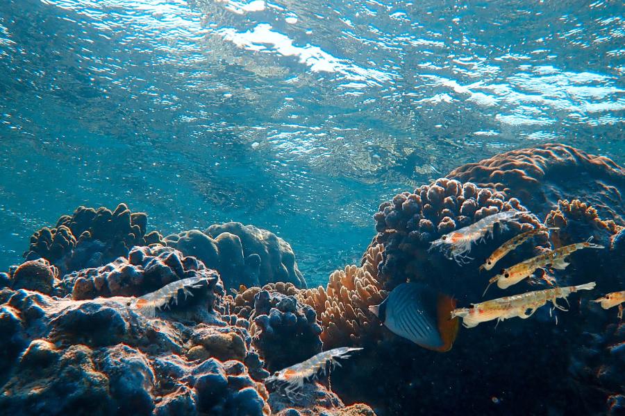A importância do krill nos ecossistemas oceânicos
