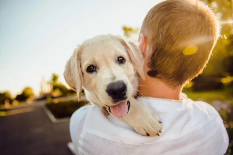 Por que é perigoso cortar o rabo do cachorro?