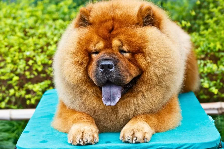 Como dar banho em Chow Chow?