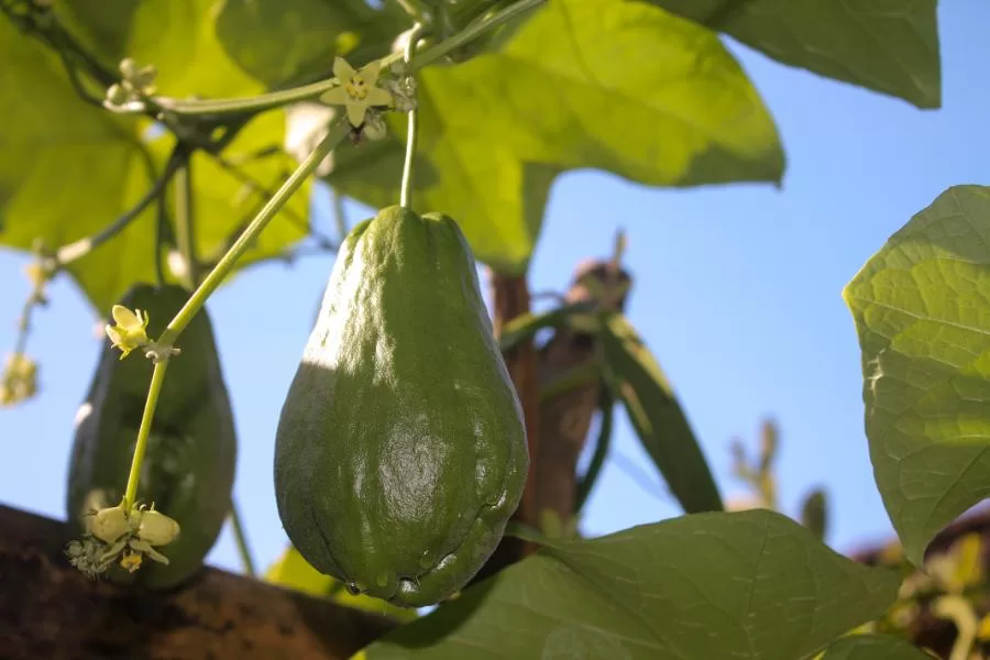 Aprenda como cultivar chuchu no seu quintal: um guia fácil