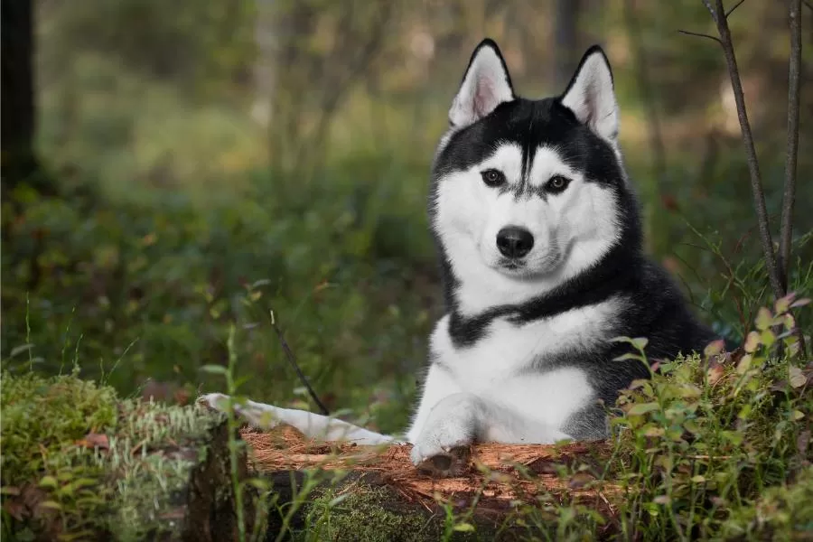 Husky Siberiano: descubra tudo sobre essa raça fascinante