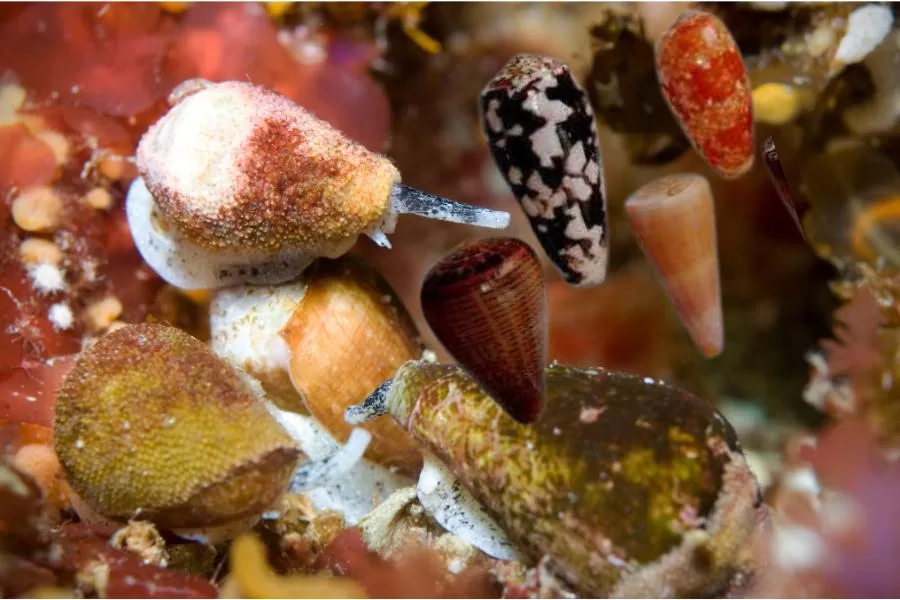 O caracol de cone: beleza e perigo no fundo do mar