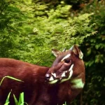 Saola: o misterioso bovino dos chifres longos