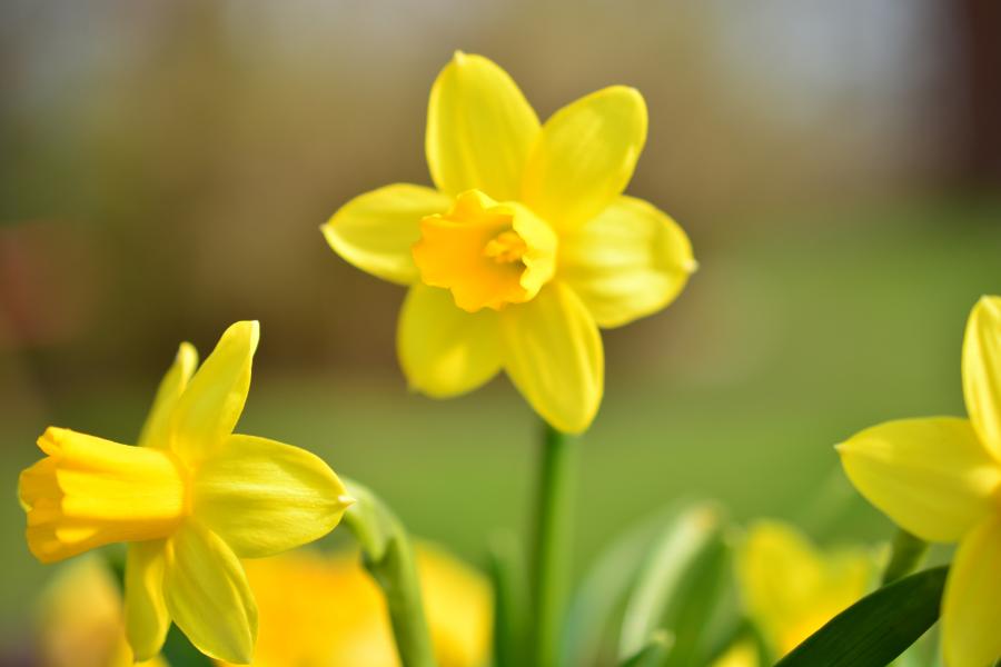 Narciso: curiosidades e dicas para um cultivo encantador