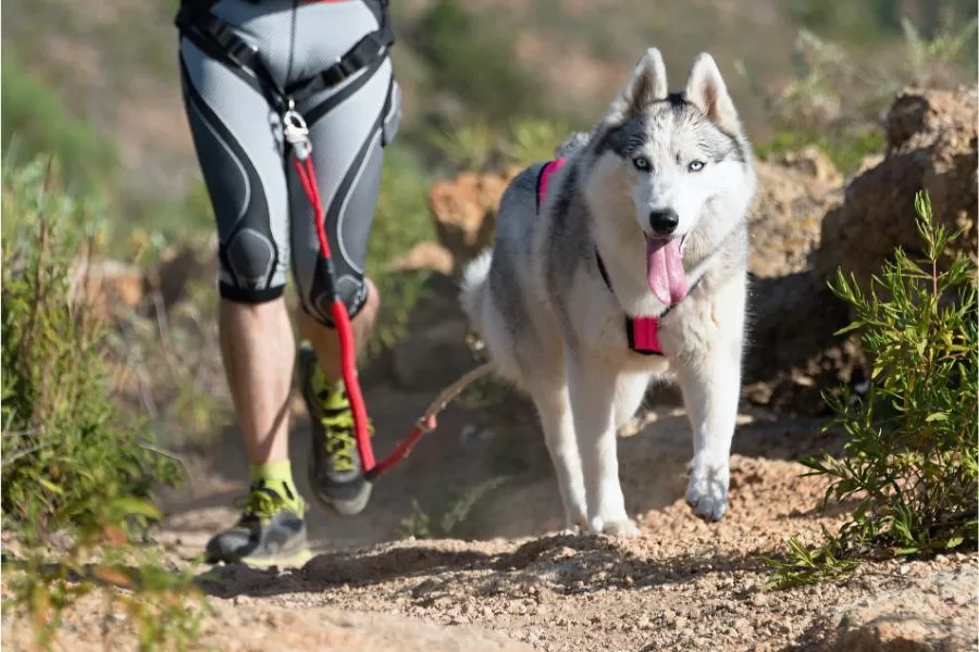 Canicross: uma experiência de corrida com seu cachorro