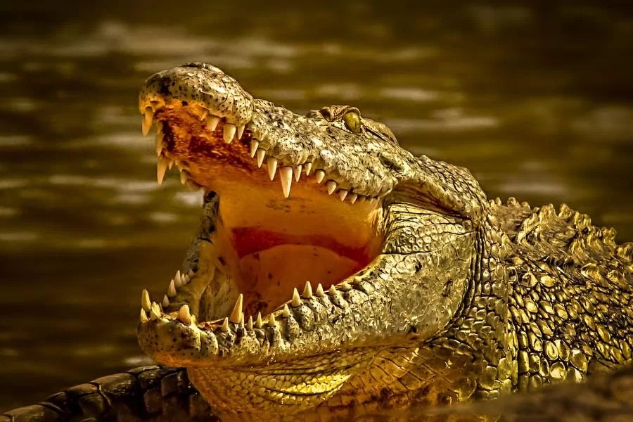 O aligátor: o predador dos pântanos