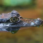 Diferença entre jacaré, crocodilo, gavial e aligátor