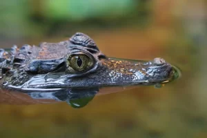 Diferença entre jacaré, crocodilo, gavial e aligátor