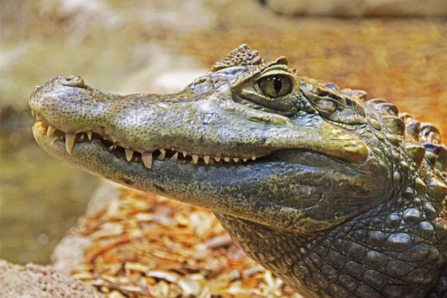 Diferença entre jacaré, crocodilo, gavial e aligátor
